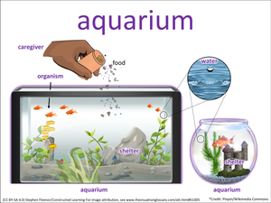 aquarium visual