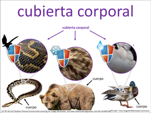 cubierta corporal visual