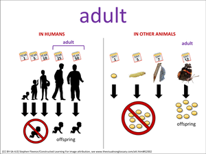 adult visual