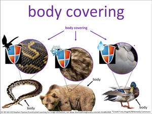 body covering visual