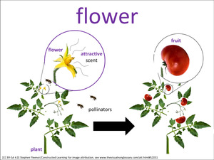 flower visual