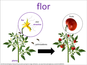 flor visual