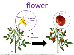 flower visual