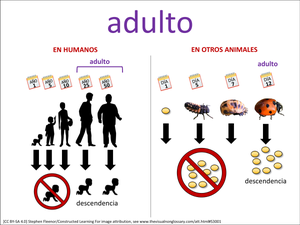adulto visual