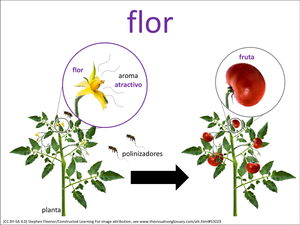 flor visual