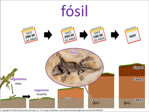 fósil visual