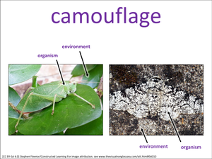 camouflage visual