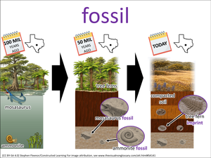 fossil visual