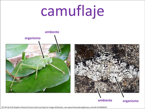 camuflaje visual
