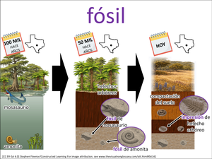 fósil visual