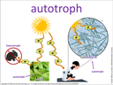 autotroph visual