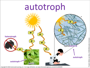 autotroph visual