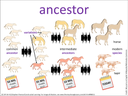 ancestor visual