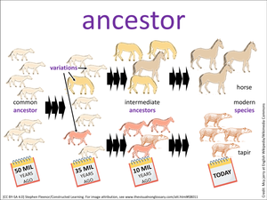 ancestor visual
