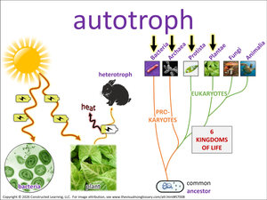 autotroph visual
