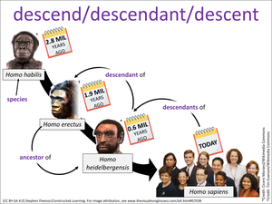 descend/descendant/descent visual