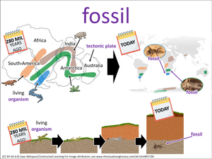 fossil visual