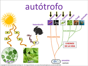 autotrófelo visual