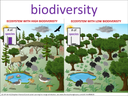 biodiversity visual