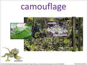 camouflage visual