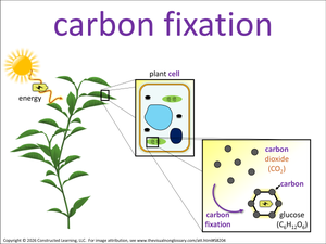 carbon fixation visual
