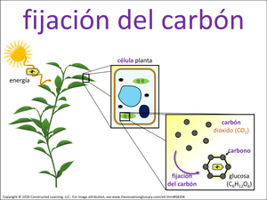 fijación del carbón visual