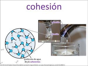 cohesión visual