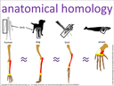 anatomical homology visual