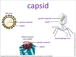 capsid visual