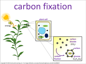 carbon fixation visual