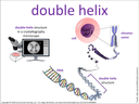 double helix visual