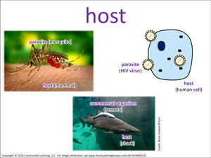 host visual