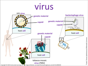 virus visual