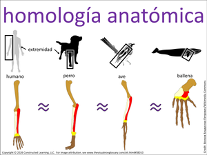 homología anatómica visual
