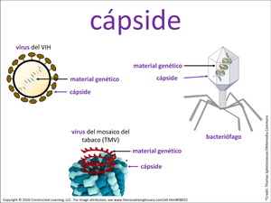 cápside visual