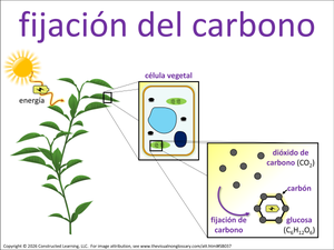 fijacion del carbon visual