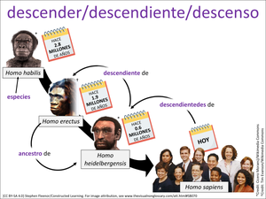 descender/descendiente/descenso visual