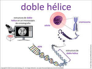 doble hélice visual
