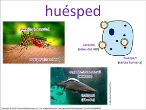 huésped visual