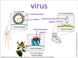 virus visual