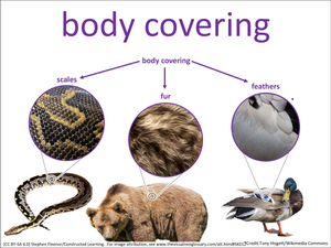 body covering visual