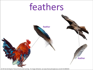 feathers visual
