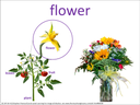 flower visual
