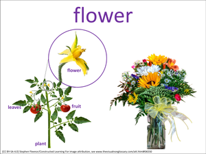 flower visual