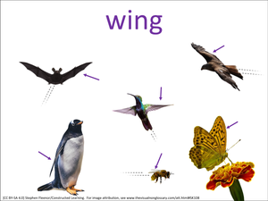 wing visual