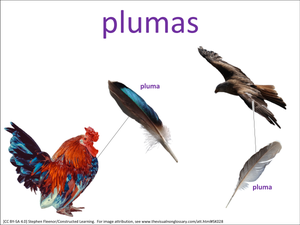 plumas visual