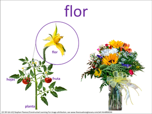 flor visual