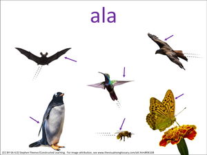 ala visual